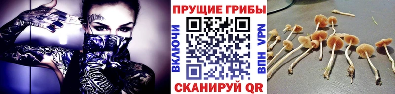 площадка состав  Кольчугино  Псилоцибиновые грибы Cubensis  что такое наркотик 